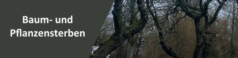 Baum- und Pflanzensterben