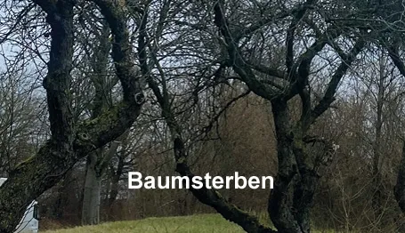 Baumsterben